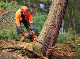 How Our Tree Care Process Works  in  Bolivar Peninsula, TX