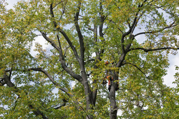 Best Tree Preservation Services  in Bolivar Peninsula, TX